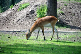 低头吃草的小鹿图片